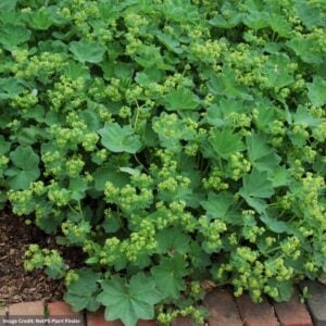 Lady’s Mantle (Alchemilla) – Thriller – 4.5″ Pot