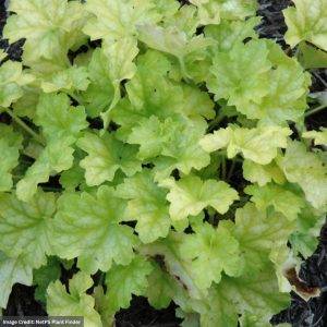 Coral Bells (Heuchera) – Carnival Limeade – 4.5″ Pot