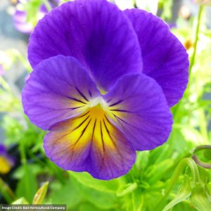 Viola (Violet) – Celestial™ Northern Light – 4.5″ Pot