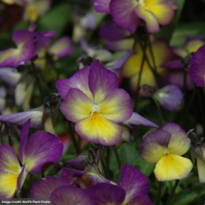Viola (Pansy) – Celestial™ Starry Night – 4.5″ Pot