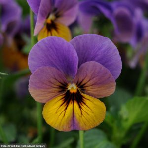Viola (Violet) – Celestial™ Twilight – 4.5″ Pot