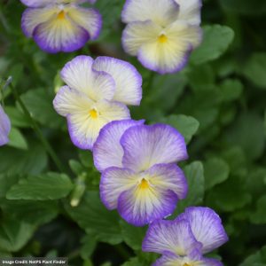 Viola (Pansy) – Etain – 4.5″ Pot