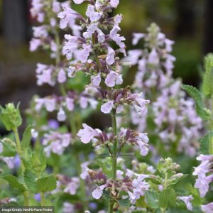 Catmint (Nepeta Faassenii) – Whispurr™ Pink – #1 Container