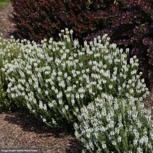 Meadow Sage (Salvia Nemorosa) – Snow Hill – #1 Container