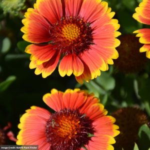 Blanket Flower (Gaillardia) – Dazzler – #2 Container