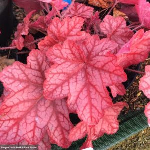 Coral Bells (Heuchera) – Cantaloupe – 4.5″ Pot