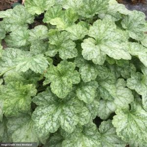 Coral Bells (Heuchera) – Honey dew – 4.5″ Pot