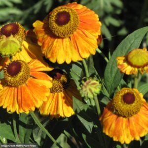 Sneezeweed (Helenium) – Mardi Gras – #2 Container