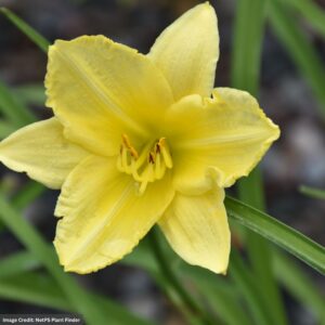 Daylily (Hemerocallis) – Big Time Happy – #1 Container
