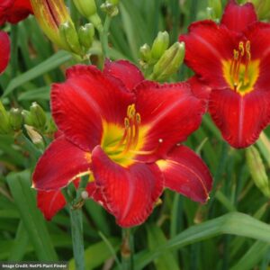 Daylily (Hemerocallis) – Chicago Apache – #1 Container