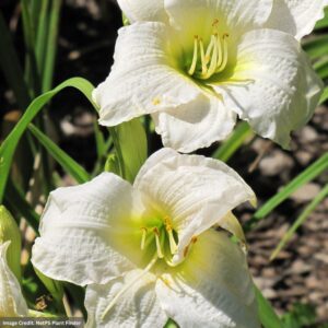 Daylily (Hemerocallis) – Gentle Shepherd – #1 Container