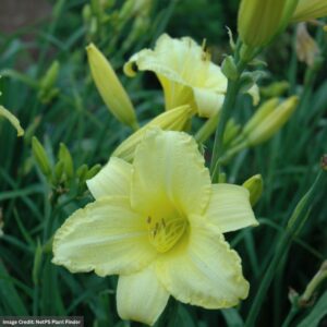 Daylily (Hemerocallis) – Happy Returns – #1 Container