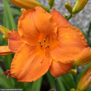Daylily (Hemerocallis) – Mauna Loa – #1 Container