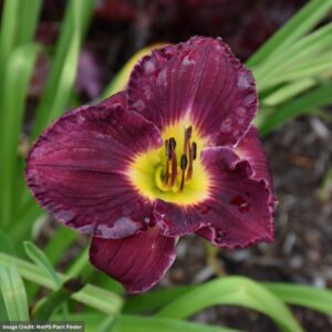 Daylily (Hemerocallis) – Rainbow Rhythm® Nosferatu – #1 Container