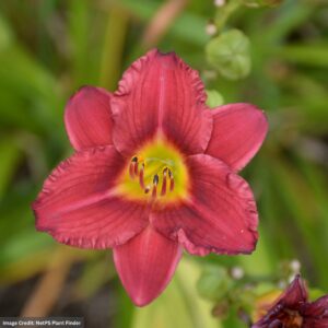 Daylily (Hemerocallis) – Pardon Me – #1 Container
