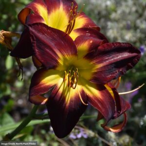 Daylily (Hemerocallis) – Persian Ruby – #1 Container