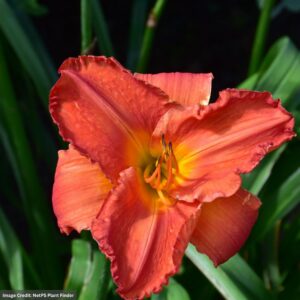 Daylily (Hemerocallis) – South Seas – #1 Container