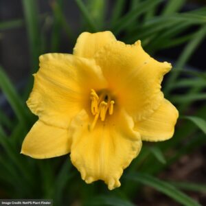 Daylily (Hemerocallis) – Stella De Oro – #1 Container