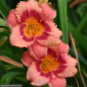 Daylily (Hemerocallis) – Strawberry Candy – #1 Container