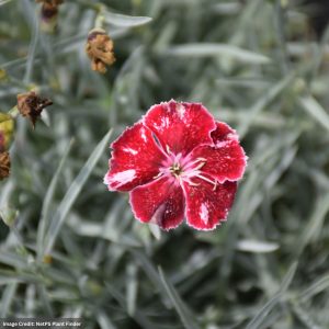 Pinks (Dianthus) – Angel Of Charm – 2 Qt Contianer