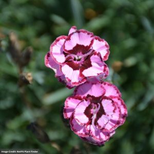 Pinks (Dianthus) – Angel Of Compassion – 2 Qt Container
