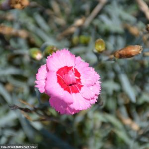 Pinks (Dianthus) – Angel Of Hope – 2 Qt Container