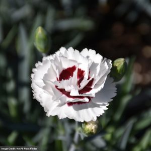 Pinks (Dianthus) – Coconut Surprise – 2 Qt Container