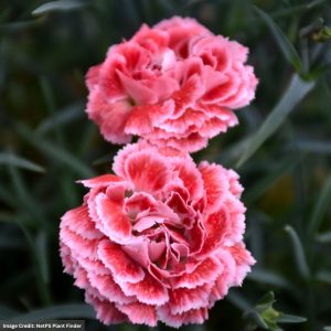 Pinks (Dianthus) – Coral Reef – 2 Qt Container