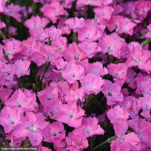 Pinks (Dianthus) – Kahori Pinks – #1 Container