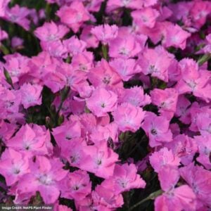 Pinks (Dianthus) – Kahori Pink – #1 Container