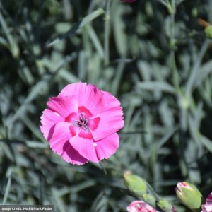 Pinks (Dianthus) – Mountain Frost™ Pink Carpet – 1 Qt Container
