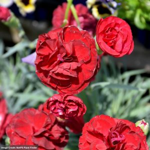 Pinks (Dianthus) – Scent First® Passion – 2 Qt Container