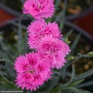 Pinks (Dianthus Gratianopolitanus) – Pink Fire – 1 Qt Container
