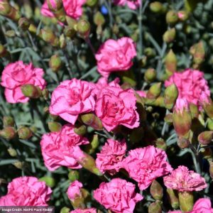 Pinks (Dianthus) – Pretty Poppers Double Bubble – 1 Qt Container