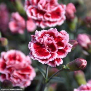 Pinks (Dianthus) – Sugar Plum – 2 Qt Container