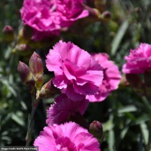 Pinks (Dianthus) – Tickled Pink – 2 Qt Container