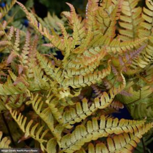Fern (Dryopteris Erythrosora) – Brilliance – #1 Container
