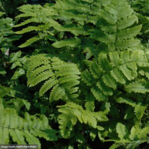 Sheild Fern (Dryopteris Cycadina) – Shaggy – #1 Container