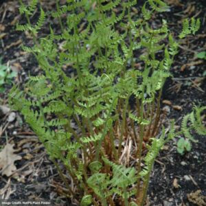 Shield Fern (Dryopteris marginalis) – Marginal Wood – #1 Container