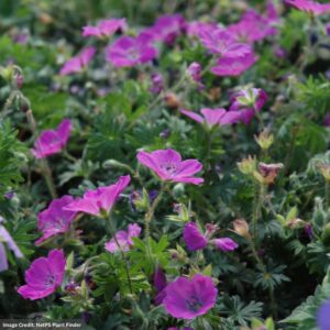 Cranesbill (Sanguineum Geranium) – Max Frei – #1 Container