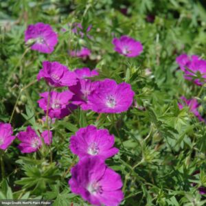 Cranesbill (Sanguineum Geranium) – New Hampshire Purple – #1 Container