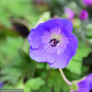 Cranesbill (Geranium) – Rozanne – #1 Container