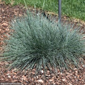 Blue Fescue (Festuca Glauca) – Cool As Ice – #1 Container