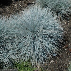 Fescue (Festuca Glauca) – Elijah Blue – #1 Container
