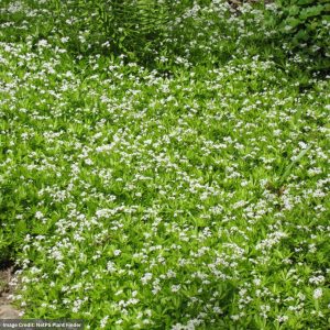 Sweet Woodruff (Galium Odoratum) – #1 Container