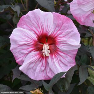 Hibiscus – Summerific® Cherry Choco Latte – #3 Container