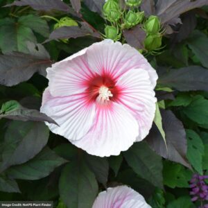 Hibiscus – Dark Mystery – #3 Container