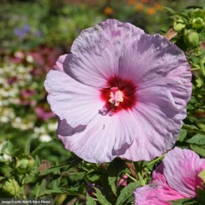Hibiscus – Summerific® Lilac Crush – #3 Container
