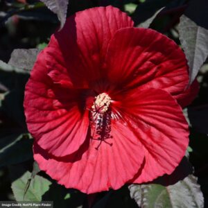 Hibiscus – Midnight Marvel – #3 Container