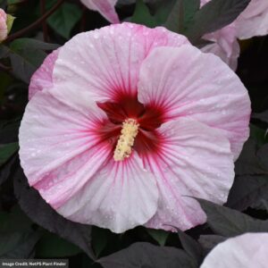 Hibiscus – Summerific® Perfect Storm – #3 Container